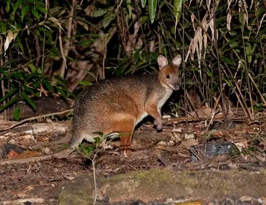 Picture of a red-legged pademelon (Thylogale stigmatica)