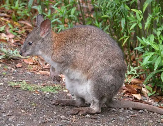 Picture of a red-necked pademelon (Thylogale thetis)