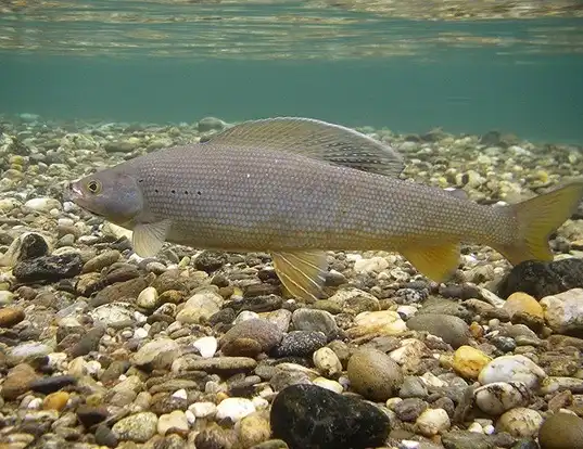 Picture of a arctic grayling (Thymallus arcticus)