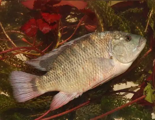 Picture of a blue tilapia (Tilapia rendalli)