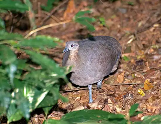 Picture of a solitary tinamou (Tinamus solitarius)