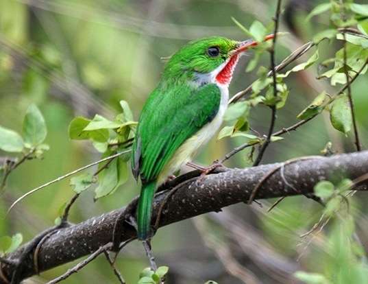Picture of a puerto rican tody (Todus mexicanus)