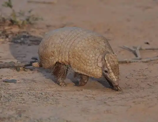 Picture of a southern three-banded armadillo (Tolypeutes matacus)