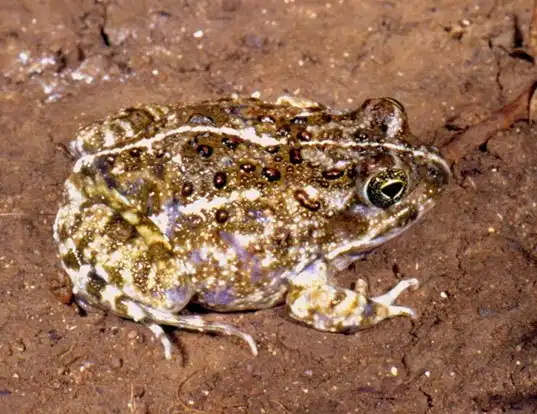 Picture of a delalande's sand frog (Tomopterna delalandii)