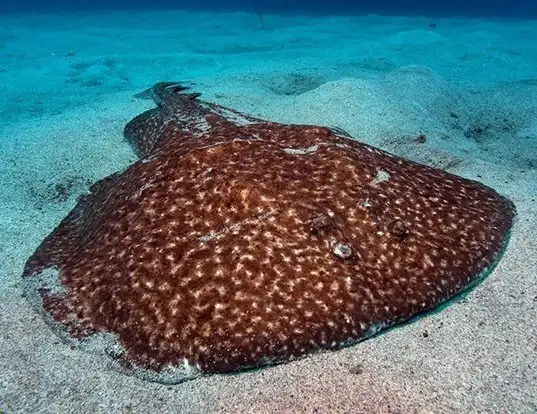 Picture of a spotted torpedo (Torpedo marmorata)