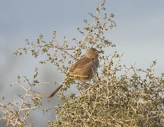 Picture of a bendire's thrasher (Toxostoma bendirei)