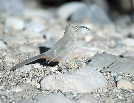 Picture of a crissal thrasher (Toxostoma crissale)