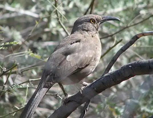 Picture of a curve-billed thrasher (Toxostoma curvirostre)