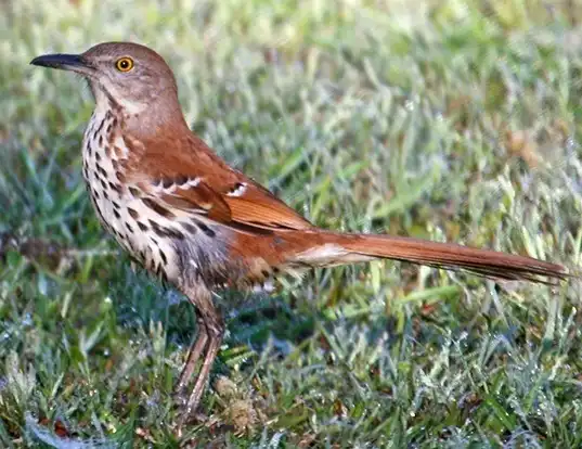 Picture of a brown thrasher (Toxostoma rufum)