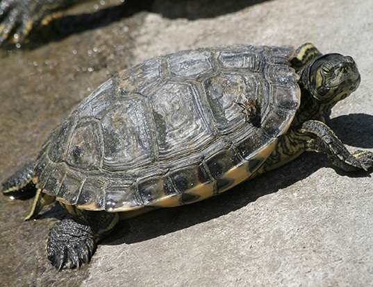 Picture of a slider (Trachemys scripta)