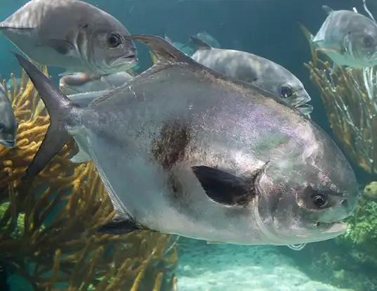 Picture of a permit (Trachinotus falcatus)