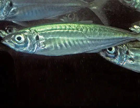 Picture of a chilean jack mackerel (Trachurus murphyi)