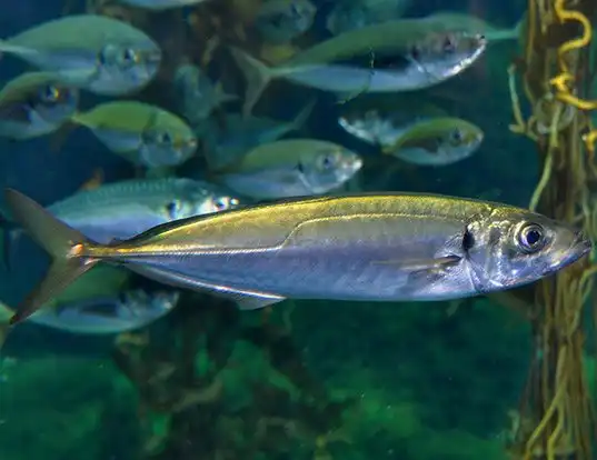 Picture of a jack mackerel (Trachurus symmetricus)