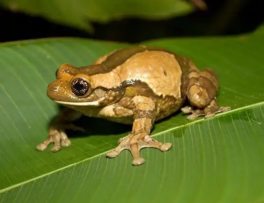Picture of a marbled treefrog (Trachycephalus venulosus)