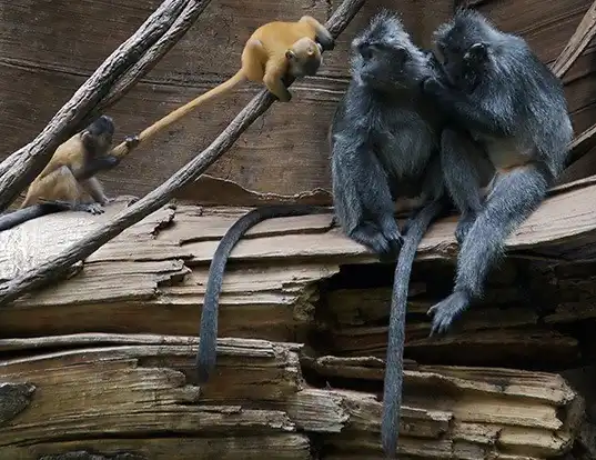 Picture of a silvery lutung (Trachypithecus cristatus)