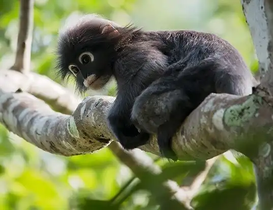 Picture of a dusky leaf monkey (Trachypithecus obscurus)