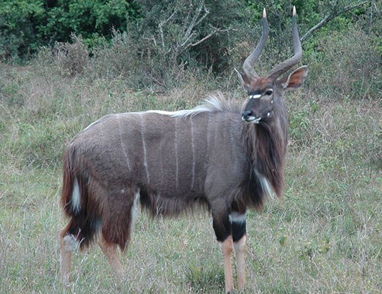 Picture of a nyala (Tragelaphus angasii)
