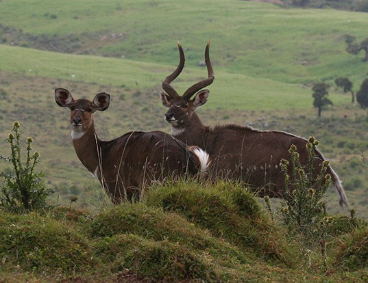 Picture of a mountain nyala (Tragelaphus buxtoni)