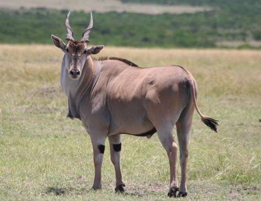 Picture of a eland (Tragelaphus oryx)