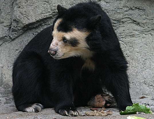 Picture of a spectacled bear (Tremarctos ornatus)