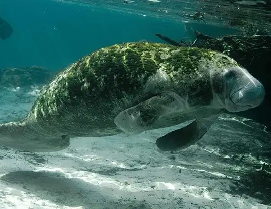 Picture of a west indian manatee (Trichechus manatus)
