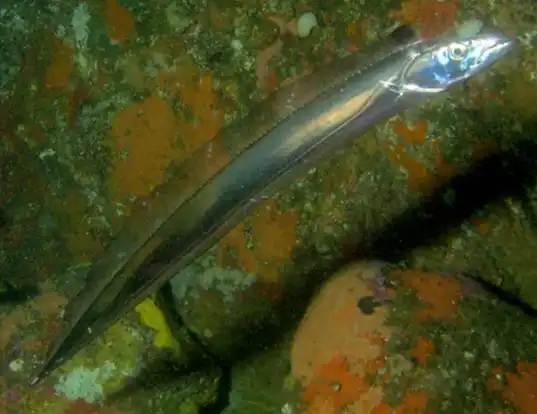 Picture of a largehead hairtail (Trichiurus lepturus)