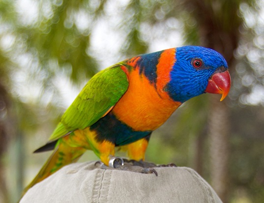 Picture of a coconut lorikeet (Trichoglossus haematodus)