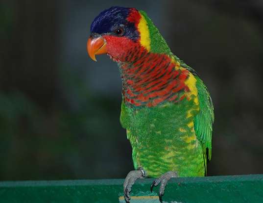 Picture of a ornate lorikeet (Trichoglossus ornatus)