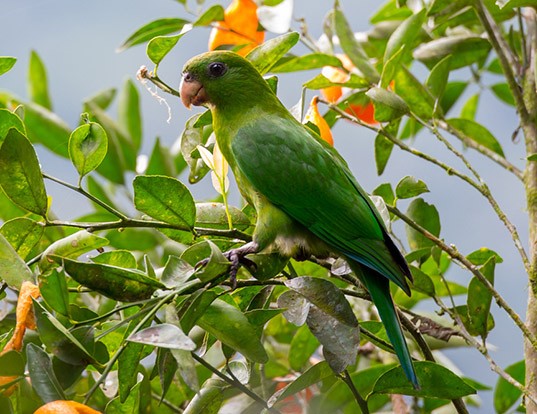 Picture of a purple-bellied parrot (Triclaria malachitacea)