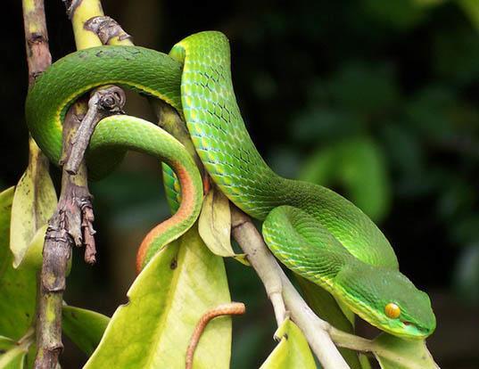 Picture of a white-lipped tree viper (Trimeresurus albolabris)