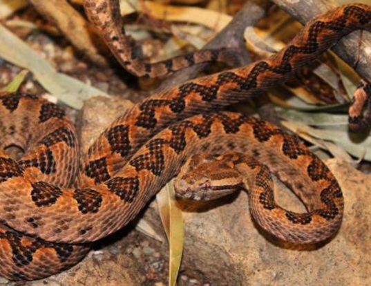 Picture of a elegant pit viper (Trimeresurus elegans)