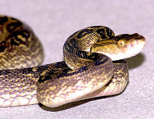 Picture of a habu (Trimeresurus flavoviridis)