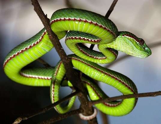 Picture of a pope's tree viper (Trimeresurus popeorum)