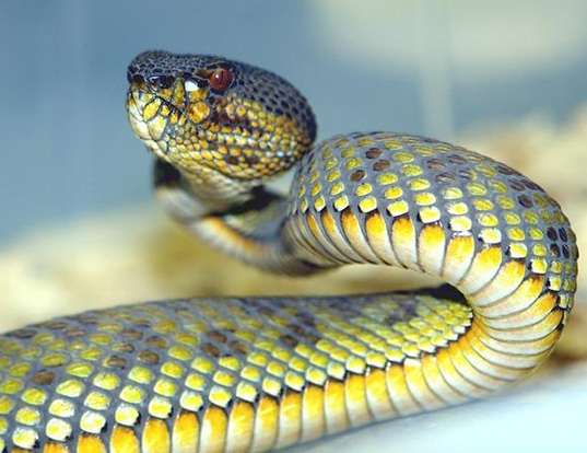 Picture of a mangrove viper (Trimeresurus purpureomaculatus)
