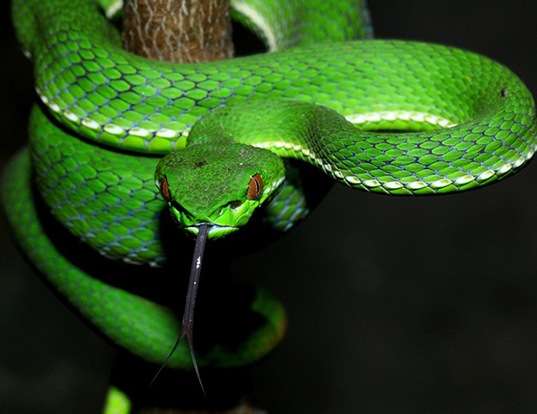 Picture of a chinese green tree viper (Trimeresurus steonegeri)