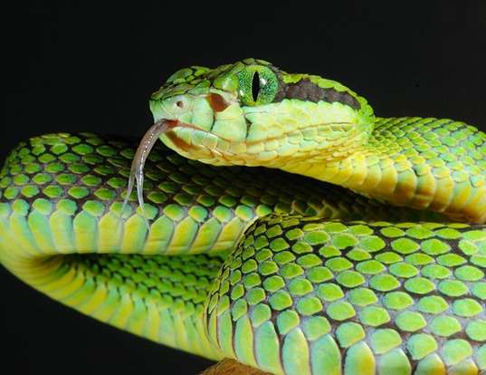 Picture of a ceylon pit viper (Trimeresurus trigonocephus)