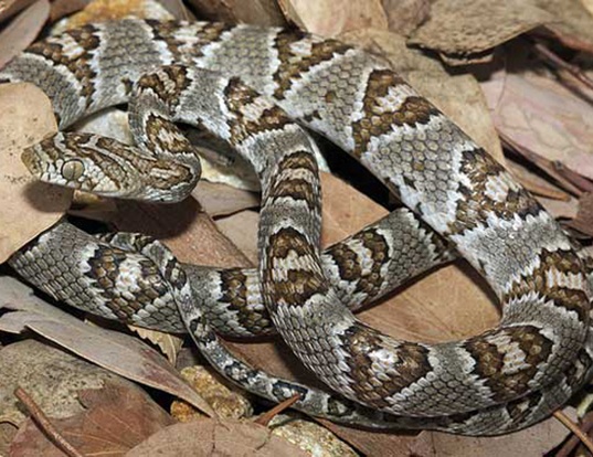 Picture of a sonoran lyre snake (Trimorphodon lambda)