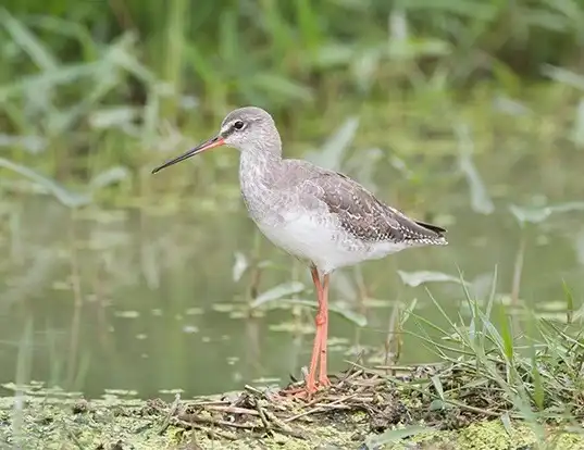 Picture of a spotted redshank (Tringa erythropus)