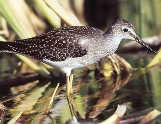 Picture of a lesser yellowlegs (Tringa flavipes)
