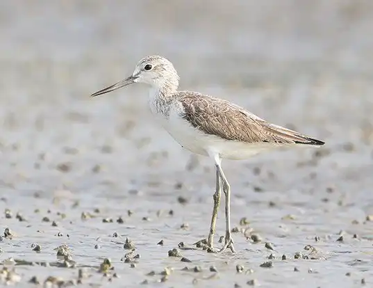 Picture of a greenshank (Tringa nebularia)