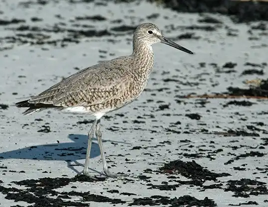 Picture of a willet (Tringa semipalmata)