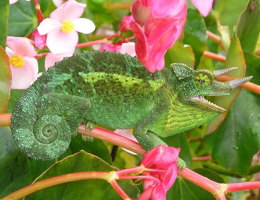 Picture of a jackson's three-horned chameleon (Trioceros jacksonii)