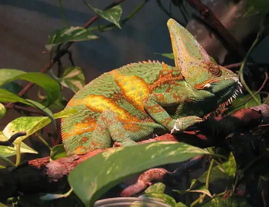 Picture of a meller's chameleon (Trioceros melleri)