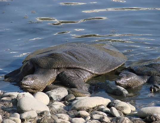 Picture of a african softshell turtle (Trionyx triunguis)
