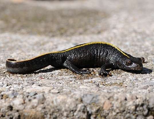 Picture of a italian crested newt (Triturus carnifex)