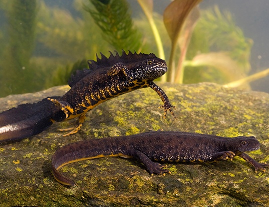 Picture of a northern crested newt (Triturus cristatus)