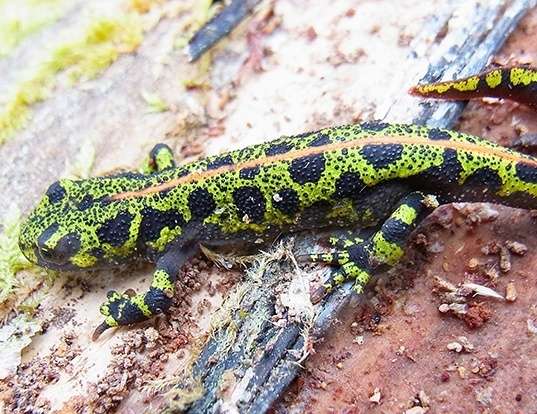 Picture of a marbled newt (Triturus marmoratus)