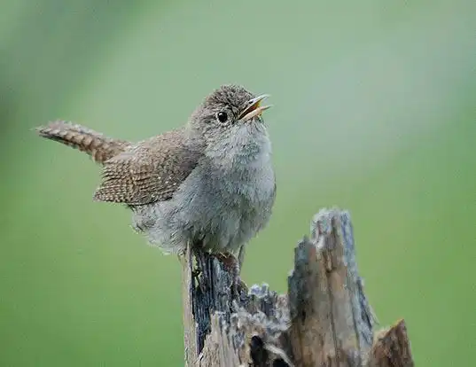 Picture of a house wren (Troglodytes aedon)