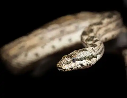 Picture of a cayman islands dwarf boa (Tropidophis caymanensis)