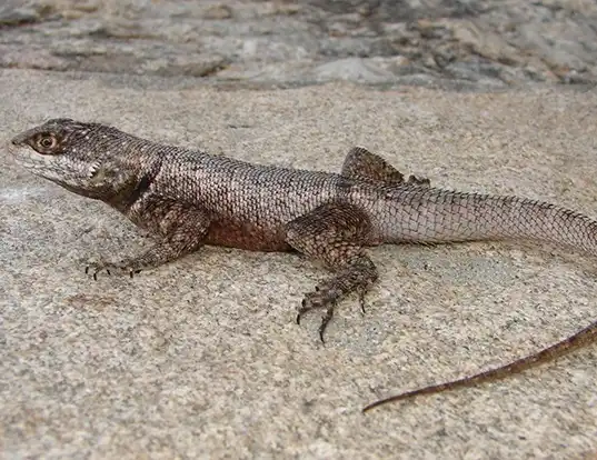 Picture of a brazilian taraguira lizard (Tropidurus hispidus)